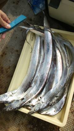 沖の北で太刀魚★メーターオーバーも出ています！★