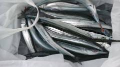 サヨリ30匹にマアジ30匹！他　沖の北での…