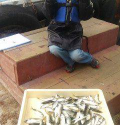 岸和田一文字　サビキで〜18cmのアジを約100尾