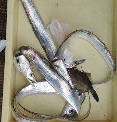 キビナゴのウキ釣り&ドジョウの引き釣りでタチウオ