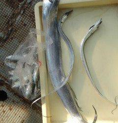 沖の北、ワインドで97cmのタチウオ！