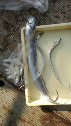 沖の北、ワインドで97cmのタチウオ！