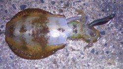 強風の中伊根で早朝エギング　500gのアオリイカ♪