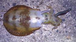 強風の中伊根で早朝エギング　500gのアオ…