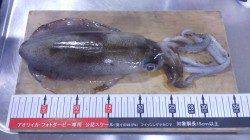 強風の中伊根で早朝エギング　500gのアオリイカ♪