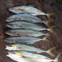 地磯でカゴ釣り　ヒラマサ60～68cm二人で8本GET！