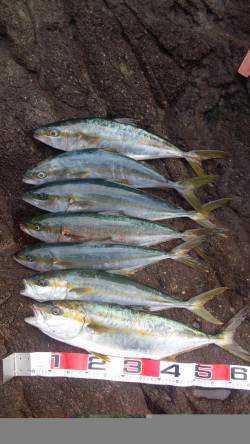 地磯でカゴ釣り　ヒラマサ60～68cm二人…