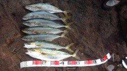 地磯でカゴ釣り　ヒラマサ60～68cm二人で8本GET！