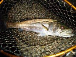 アジング中にシーバスがヒットし挌闘！ アジは低活性でした