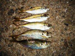 アジング中にシーバスがヒットし挌闘！ アジは低活性でした