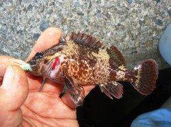 りんくうエリアでロックフィッシュ　デイゲーム