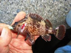 りんくうエリアでロックフィッシュ　デイゲー…