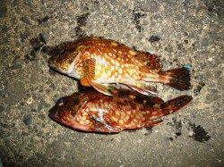 りんくうエリアでロックフィッシュ　デイゲーム