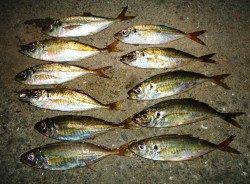 高砂埋立地にてアジング　ショートバイトながら活性は高かった