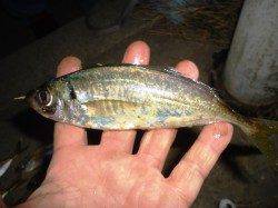 高砂埋立地にてアジング　ショートバイトながら活性は高かった