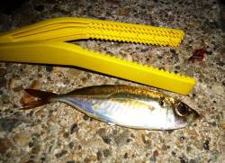 高砂埋立地でのアジング釣果　