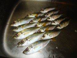 久しぶりに凪の釣行、流れにのせる釣法でアジング　