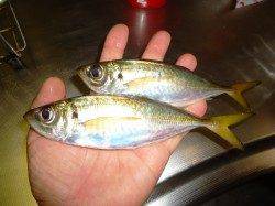 久しぶりに凪の釣行、流れにのせる釣法でアジング　