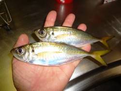 久しぶりに凪の釣行、流れにのせる釣法でアジ…