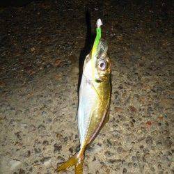 短時間アジング釣行　まだまだイケます！