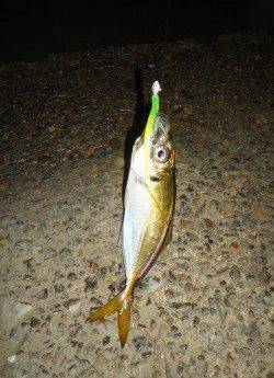 短時間アジング釣行　まだまだイケます！