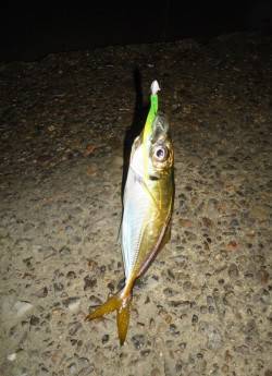 短時間アジング釣行　まだまだイケます！