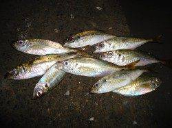 短時間アジング釣行　まだまだイケます！