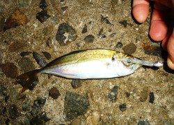 貝塚アジングゲーム、針はアッパーカット！