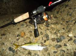 貝塚アジングゲーム、針はアッパーカット！