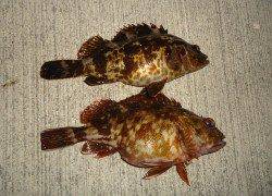 風裏を探してアジング～アジ・ガシラ・タケノコメバル