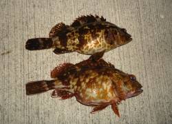 風裏を探してアジング～アジ・ガシラ・タケノ…