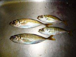 風裏を探してアジング～アジ・ガシラ・タケノコメバル