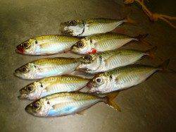 貝塚でのアジング釣果