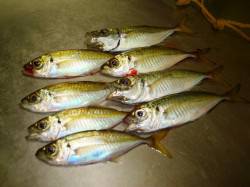 貝塚でのアジング釣果