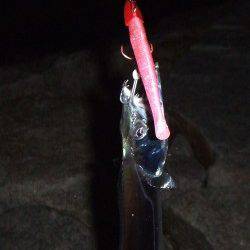 南芦屋浜にて基本に忠実にタチウオワインド