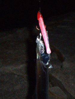 南芦屋浜にて基本に忠実にタチウオワインド