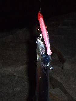 南芦屋浜にて基本に忠実にタチウオワインド