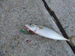 30分間で12ヒット4バラシ。サバゲー楽しめました♪