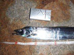 南芦屋浜でタチウオワインド、底でヒット！