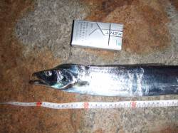 南芦屋浜でタチウオワインド、底でヒット！