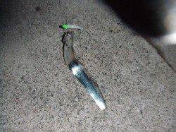 南芦屋浜でのワインド釣果