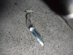 南芦屋浜でのワインド釣果