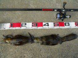 神谷の工場波止にヤエン釣りに行ってきました