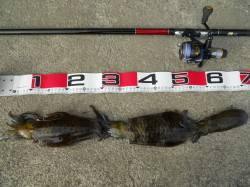 神谷の工場波止にヤエン釣りに行ってきました…