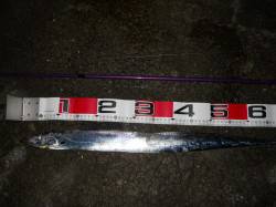 りんくうでワインド　ショートバイトが多かっ…