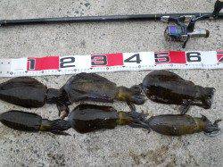 神谷の工場波止、ヤエンでアオリの釣果