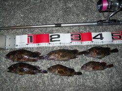 貝塚人工島にてエビ撒き釣りでガシラ狙い