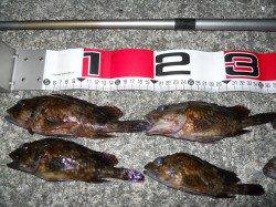 貝塚人工島にてエビ撒き釣りでガシラ狙い