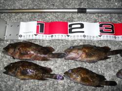 貝塚人工島にてエビ撒き釣りでガシラ狙い