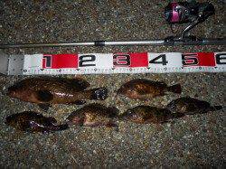 貝塚人工島のエビ撒き釣りでアコウ28㎝とガシラ